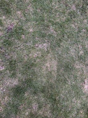 Kuru çimen bantları arka plan yakın görünüm. Çürümüş kahverengi çimenler