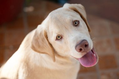 Yukarıdaki kameraya bakan labrador 'un portresi