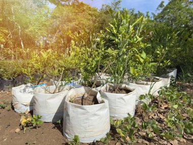 Yakından bakmak için çanak çömleğe yeni bir ağaç dikmişler.