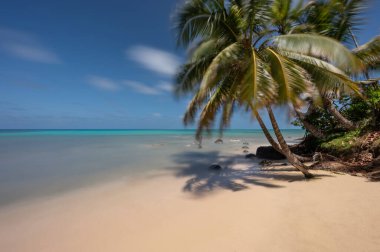 Mavi denizde, temiz kumsal palmiye ağacının gölgesinde.