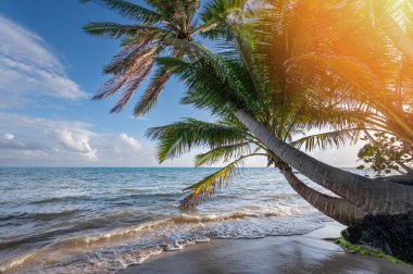 Tatil temasına gidiyorum. Karayip sahillerinde hindistan cevizi palmiyesi ağacı