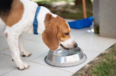 Susamış av köpeği su sızdırıyor. Metal sudan. Yakın görüş.