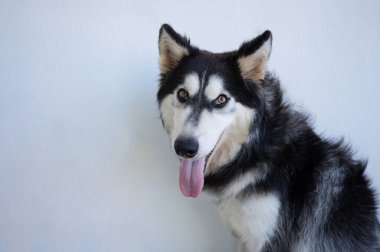 Beyaz stüdyo arka planında izole edilmiş sevimli hasky köpek görüntüsü.