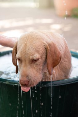 Labrador köpeğinden damlayan su bulanık arka planda duş alıyor.