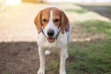 Çimlerin üzerinde oturan ve yakından bakmayı bekleyen av köpeği portresi