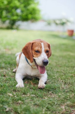 Bulanık yaz geçmişinde sağlıklı bir av köpeği portresi.