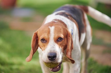 Arka planda ağzında top olan av köpeği portresi.