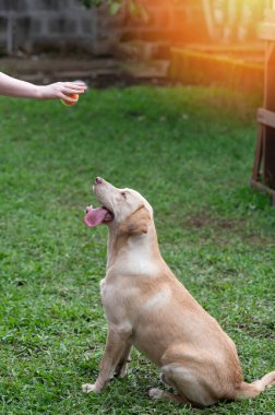 Labrador köpeği yeşil park arka planında dili dışarıda oturuyor.