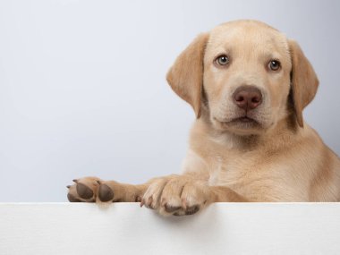 Şirin labrador yavru köpek portresi.