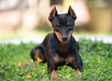 Doberman 'ın yeşil çimen bahçesindeki köpeği kıskacı komik portresi.