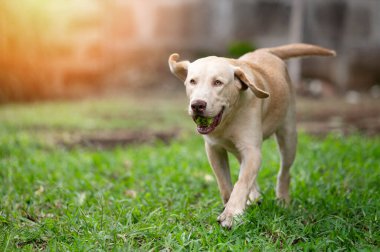 Bulanık yeşil park arka planında top ağzında Labrador köpek yavrusu koşusu