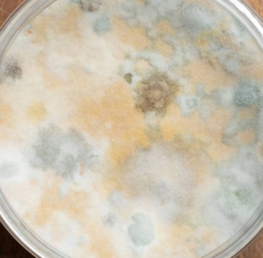 Sağlıksız küflü yüzey, yakın görüş. Zehirli mantar arka planı