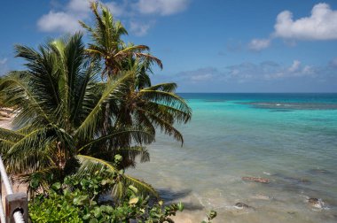 Güneşli bir günde Karayipler 'in deniz manzarası ve palmiye ağacı plajı