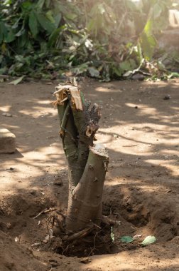 Ağacı bahçe servisinden kes. Toprakta ağaç gövdesi