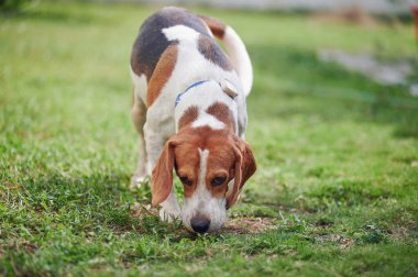Av köpeği yeşil bulanık çimen zemininin kokusunu alır.