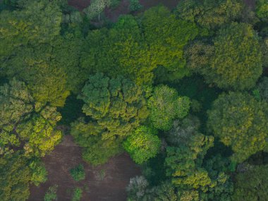 İHA görünümünün üstündeki ağaç dallarında yeşil yapraklar
