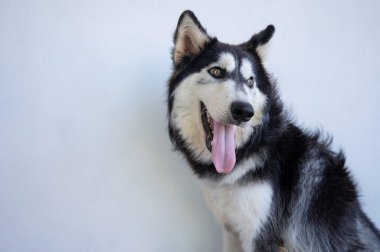 Ağzı ve dili açık, güçlü bir köpek. 