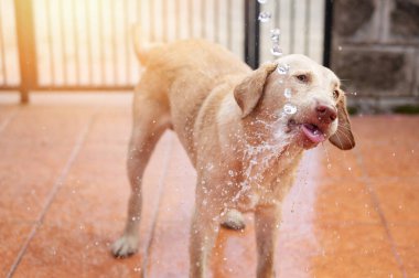 Kafasına su sıçrayan sevimli labrador köpeği. Yakın görüş.