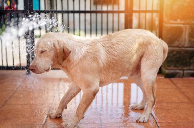 Labrador köpek teması. Islak evcil hayvana su püskürt