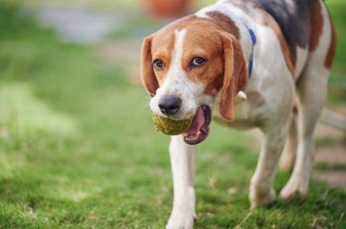 Yeşil çimlerin üzerinde neşeli av köpeği portresi