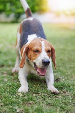 Güneşli bir günde yeşil bahçede neşeli av köpeği