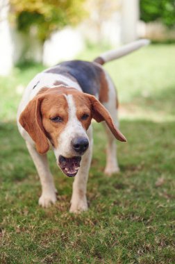 Beagle dog dışarıda güneşli çimlerde oynuyor.
