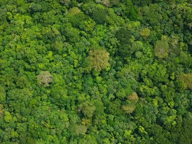 Eksik yeşil orman ormanı arka plan hava görüntüsü