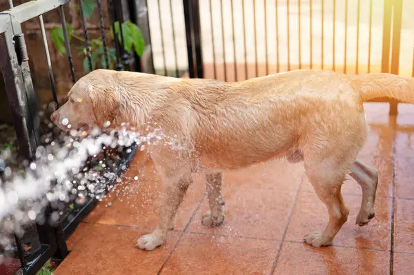 Arka bahçesinde su olan labrador köpeğini temizliyorum.