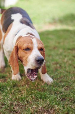 Bulanık yeşil çimlerde havlayan av köpeği portresi