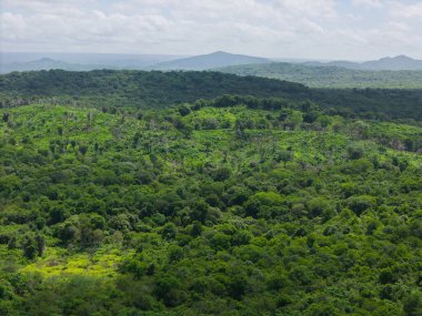 Yeşil orman manzarası arka plan hava aracı görüntüsü