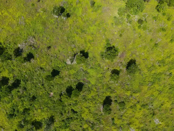 Üst dron görünümünün üzerinde küçük ağaçlar olan yeşil çimen