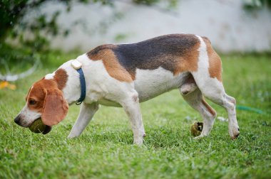 Akıllı yaka manzaralı yürüyen av köpeği.