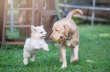 Kaniş köpek yavrusu Labrador 'la oynayıp topu arka planda yakalamak istiyor.