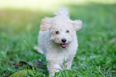 Yeşil çimen üzerinde köpek yavrusu portresi