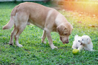 İki köpek dışarıda yeşil çimlerin üzerinde top oynuyor.