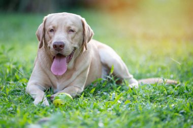 Göz enfeksiyonu olan Labrador köpeği yeşil arka planı yakından görüyor.