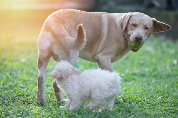 Kaniş köpek yavrusu yeşil çimlerde oynarken labrador masalını ısırmaya çalışıyor.