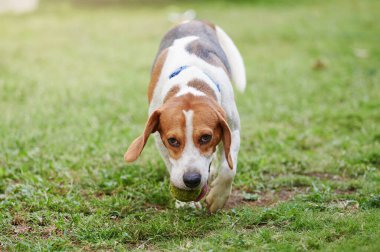 Yeşil çimlerin üzerinde top ağızlı koşu köpeği.