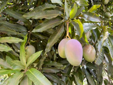 Tropik mango tarım teması. Ağaç zemininde organik mangolar