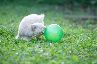 Yeşil çimlerin üzerinde top oynayan kaniş köpekleri