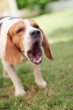 Havlayan ağzı açık bir av köpeği. Yakın görüş.