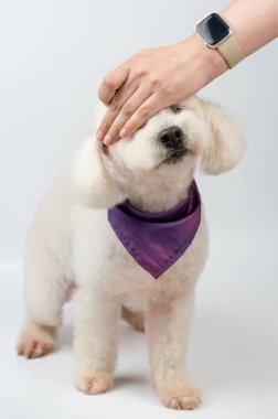 Beyaz stüdyo arka planında izole edilmiş beyaz kaniş eliyle sıcaklık kontrol ediliyor.