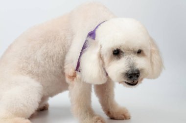 Kızgın kaniş köpeği beyaz stüdyo arka planında duruyor.