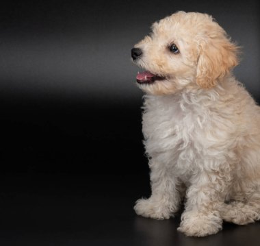 Mutlu köpek yavrusu, siyah stüdyo geçmişine otur.