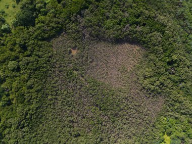 Orta Amerika 'da kahverengi su, hava aracı manzaralı yeşil bataklık.