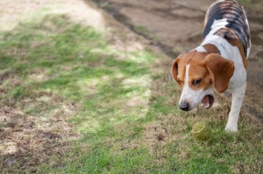 Beagle yeşil çimlerde tenis topuna koşar