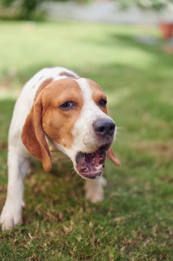 Kızgın av köpeği portresi yeşil çimlerde