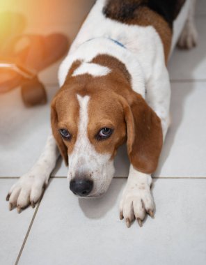 Uykudan sonra gerinen av köpeği kameraya bakıyor.