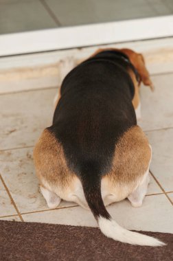 Avanak av köpeği kapının yanında yatıyor.