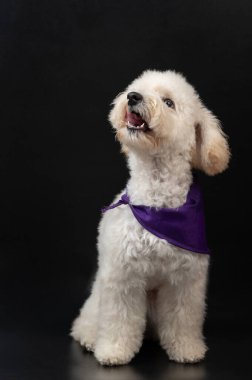 Mutlu havlayan beyaz köpek yavrusu siyah stüdyo arka planında izole edilmiş